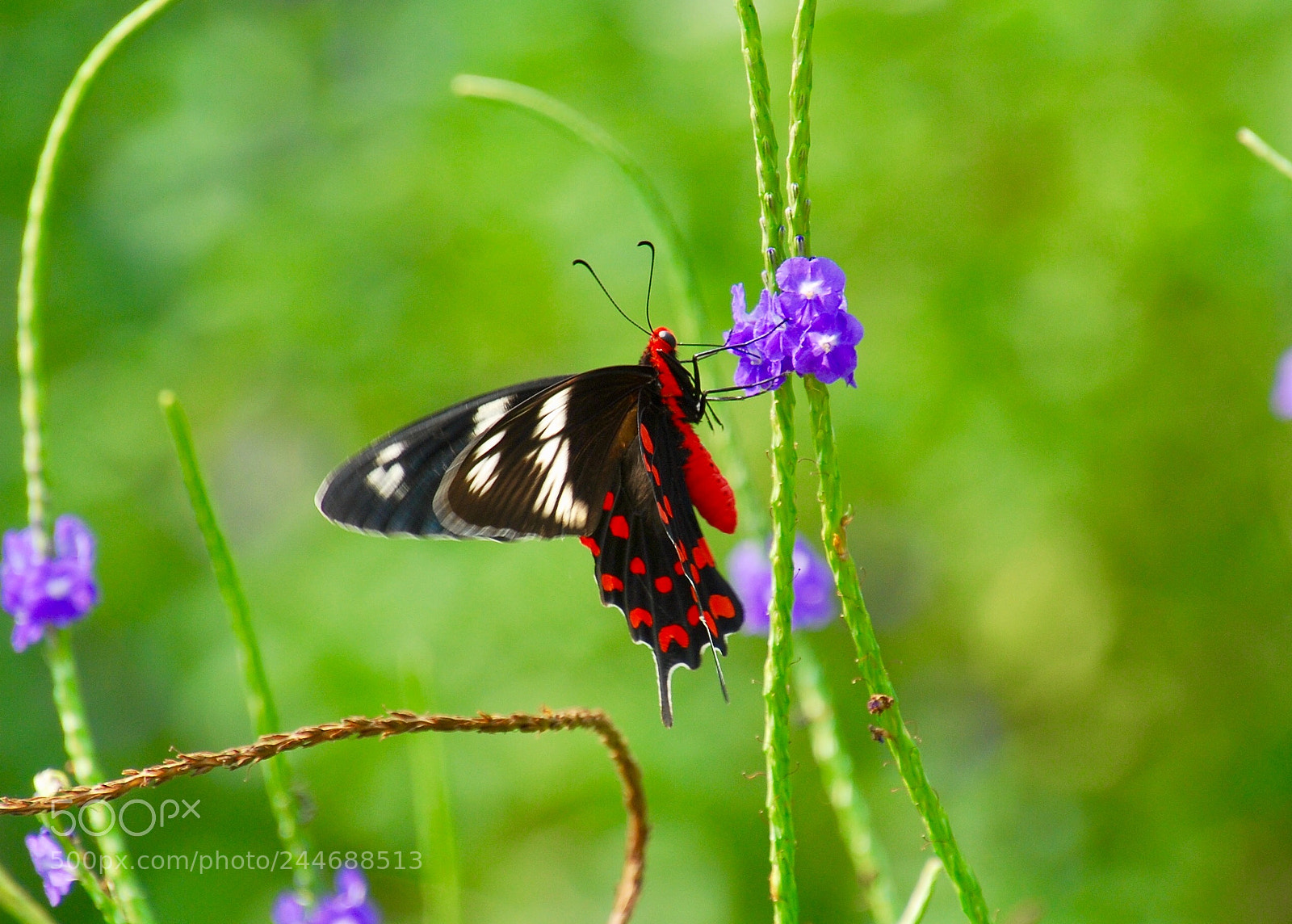 Nikon D60 sample photo. Red mormon butterfly photography