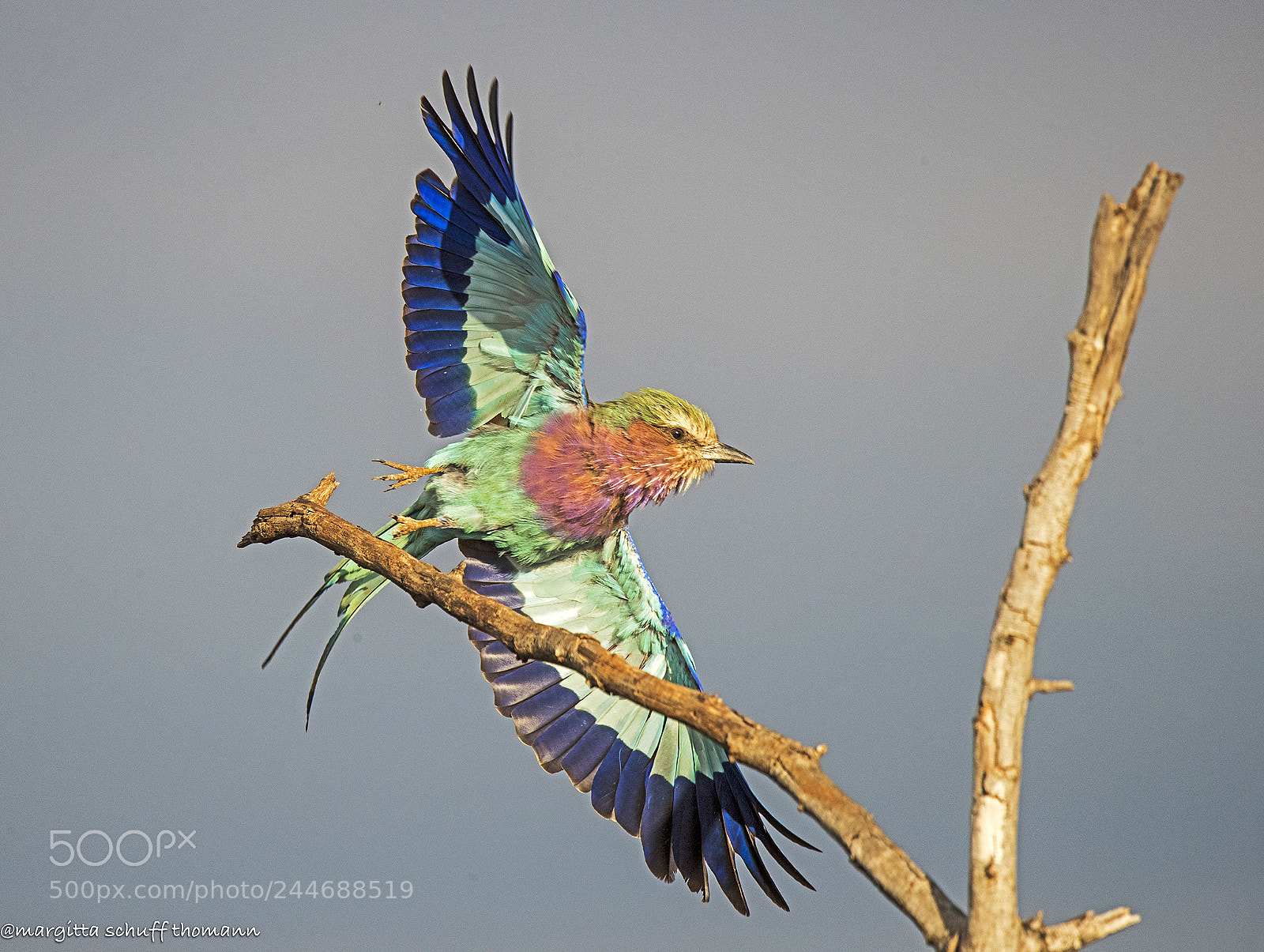 Canon EOS-1D X Mark II sample photo. Lilac-breasted roller photography