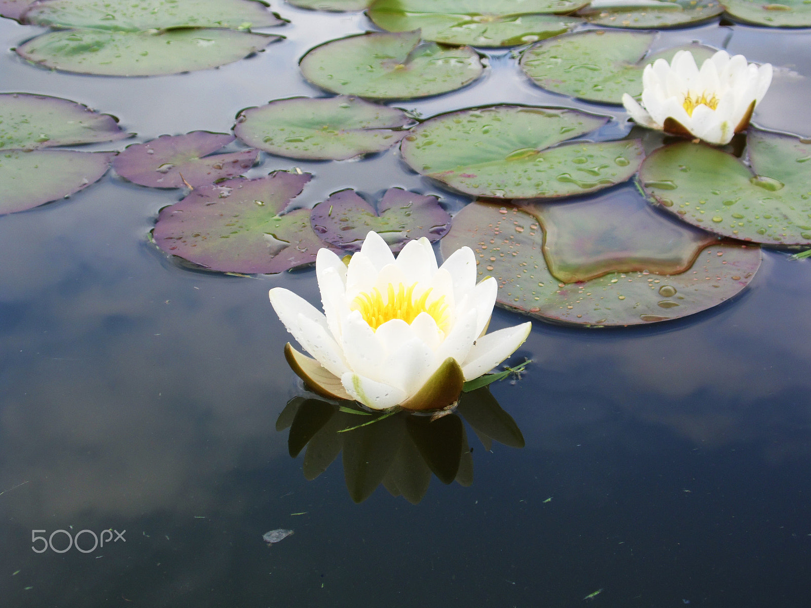 Samsung WB100/  WB101 sample photo. Water lily photography