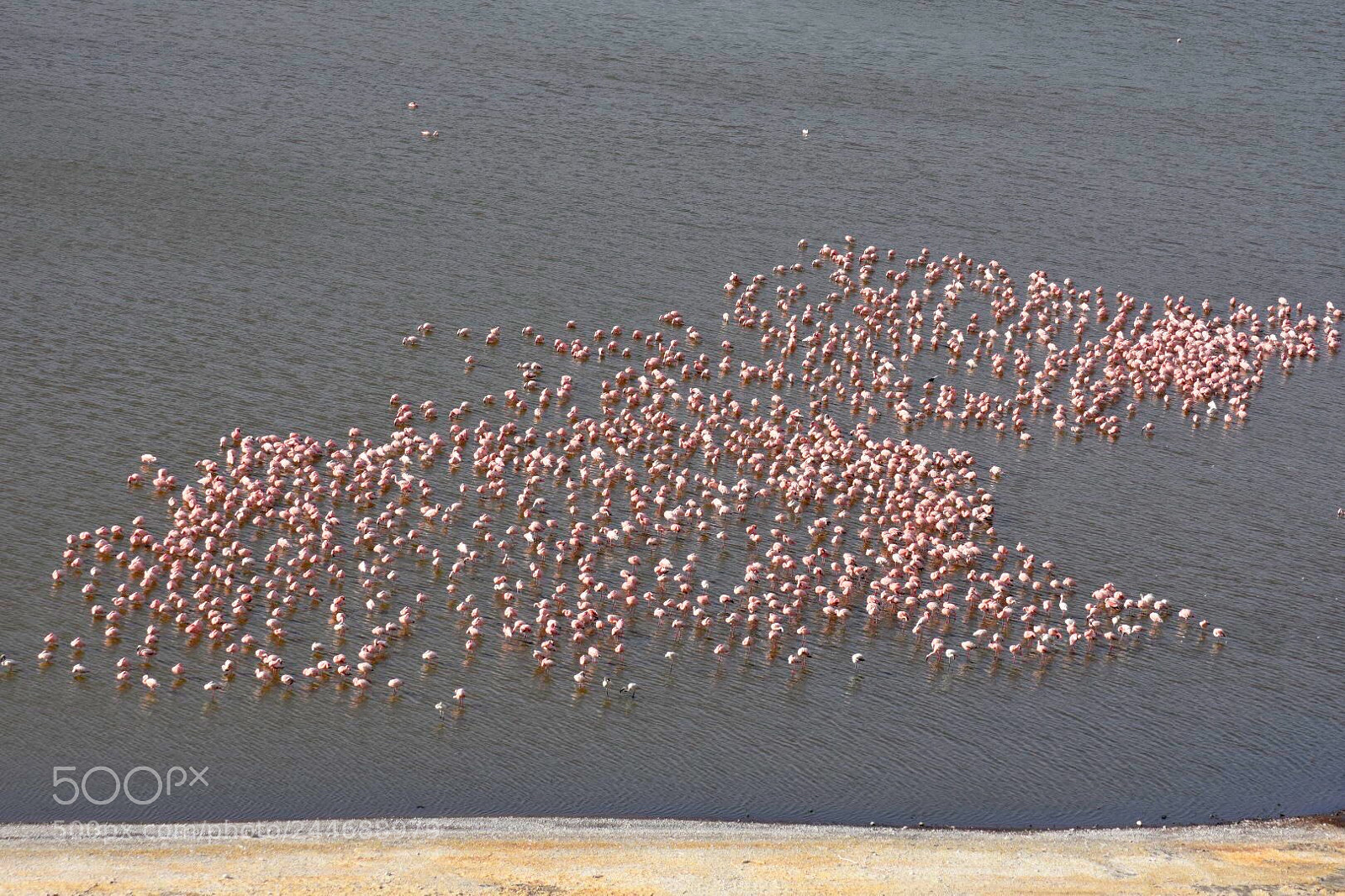 Nikon D7200 sample photo. Flamingo birds on lake. photography