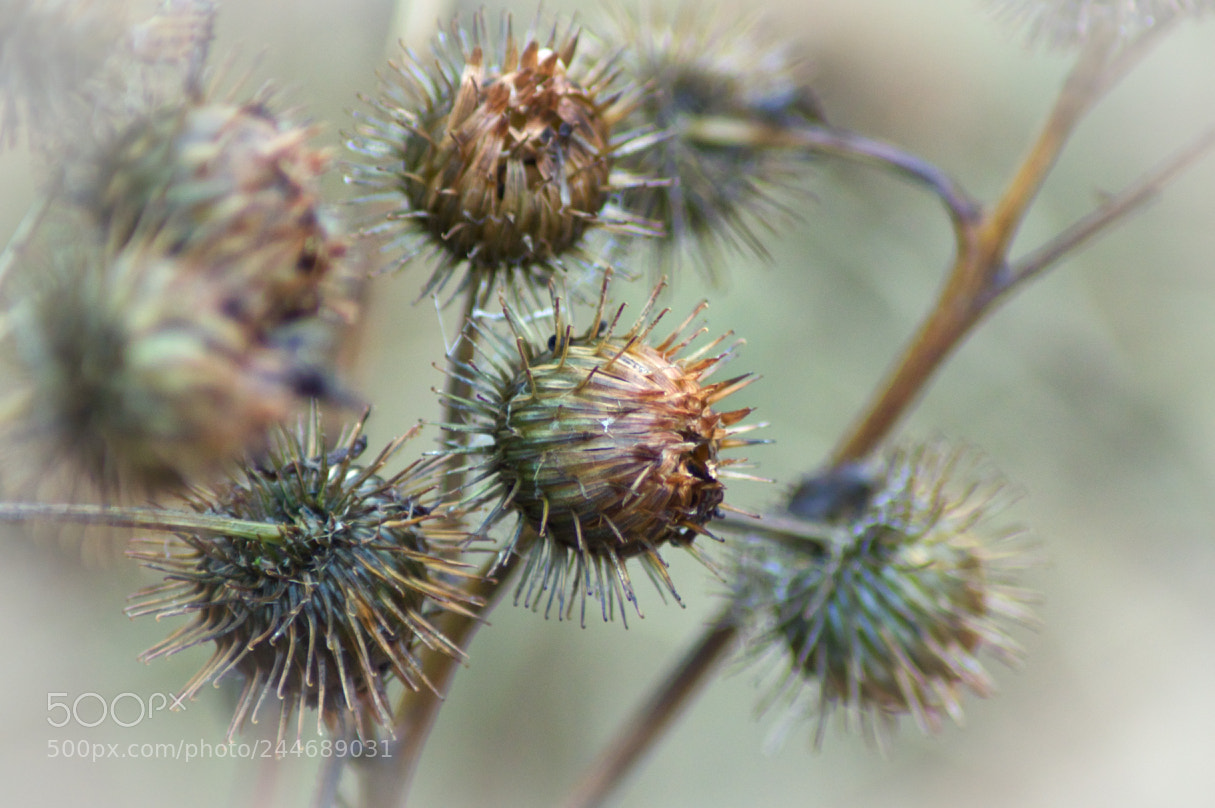 Nikon D3200 sample photo. Hidden colors of winter photography