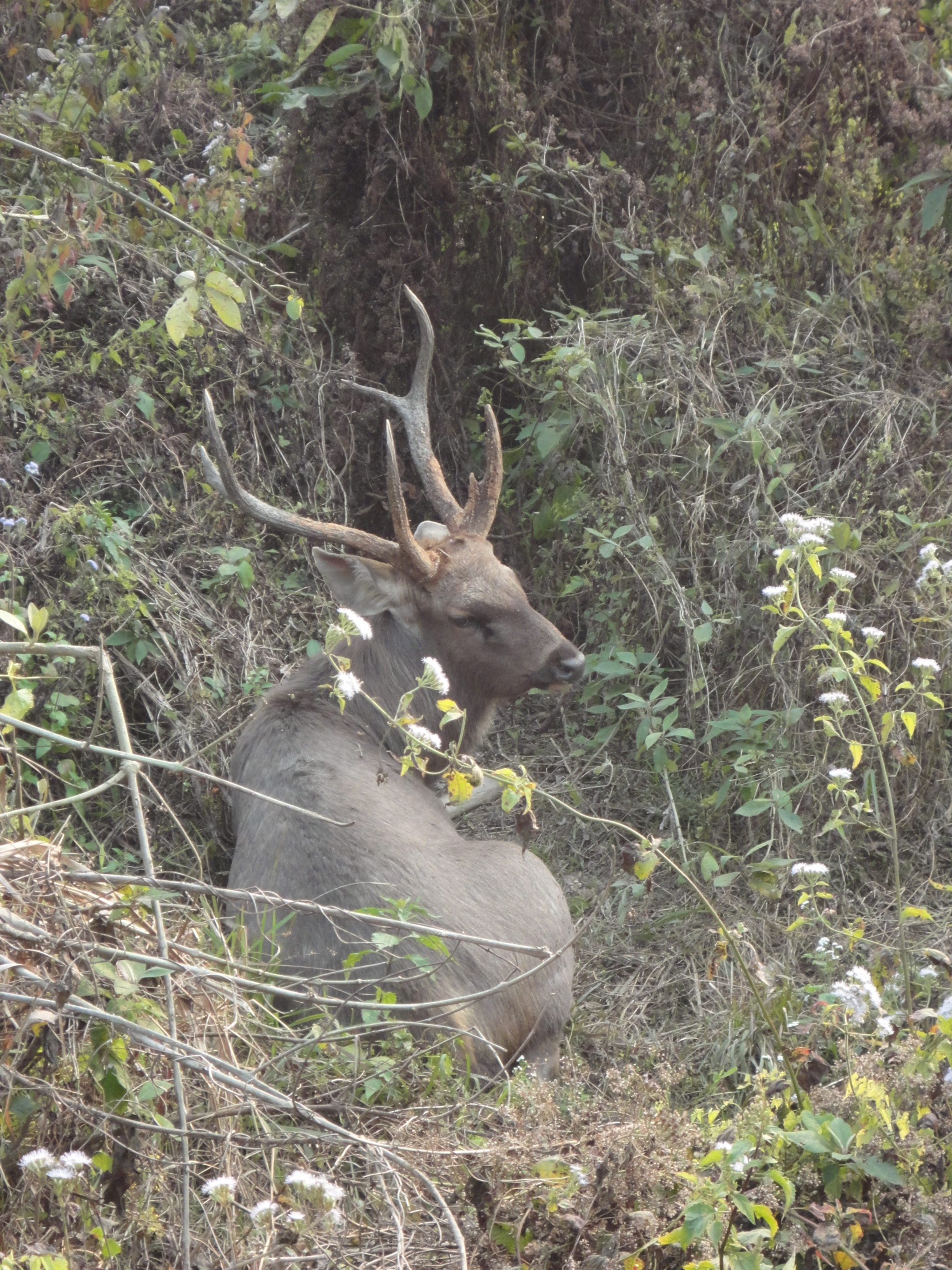 Sony Cyber-shot DSC-W350 sample photo. Chitwan national park photography