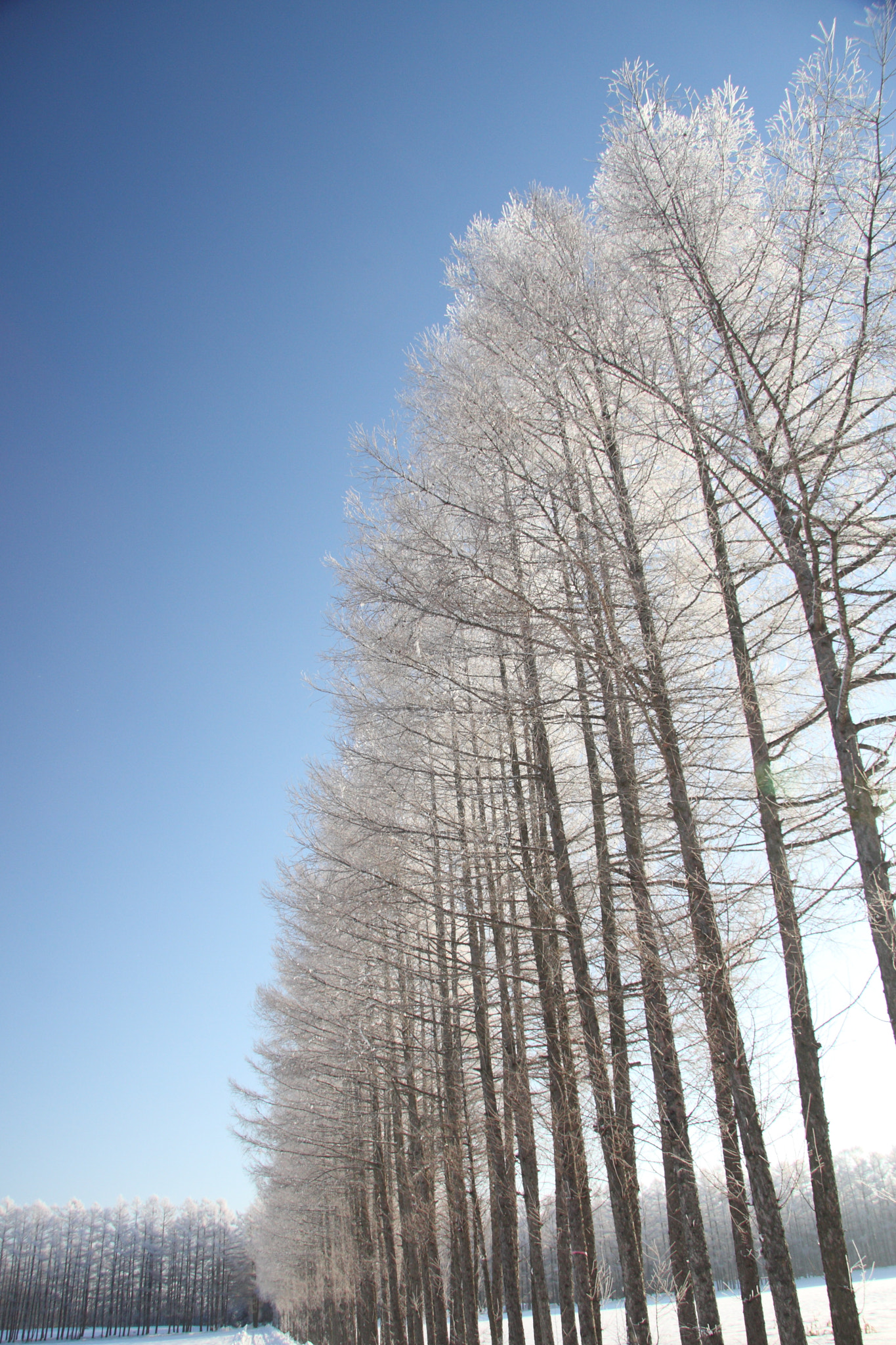 Canon EOS 40D + Canon EF-S 17-85mm F4-5.6 IS USM sample photo. Rimed tree photography