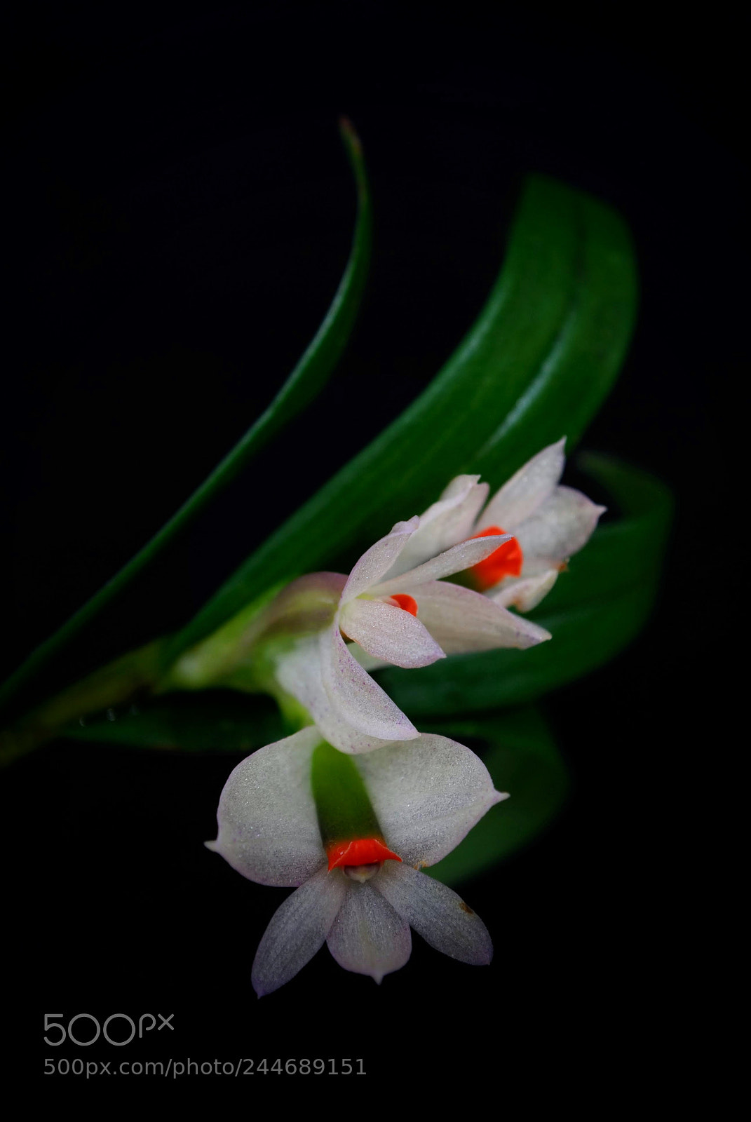 Nikon D3000 sample photo. Orchid flower photography