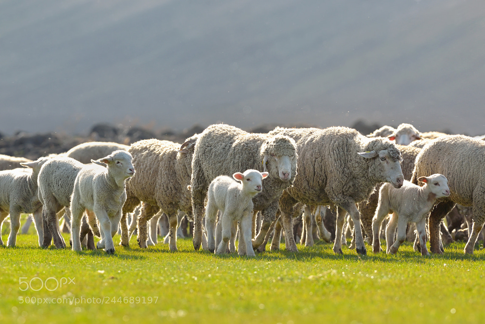 Nikon D610 sample photo. Flock of sheep and photography