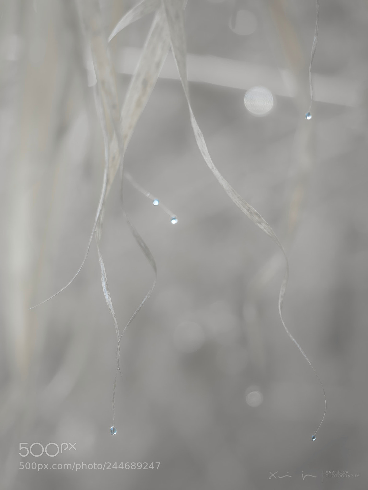 Olympus OM-D E-M1 Mark II sample photo. Little blue droplets.. photography