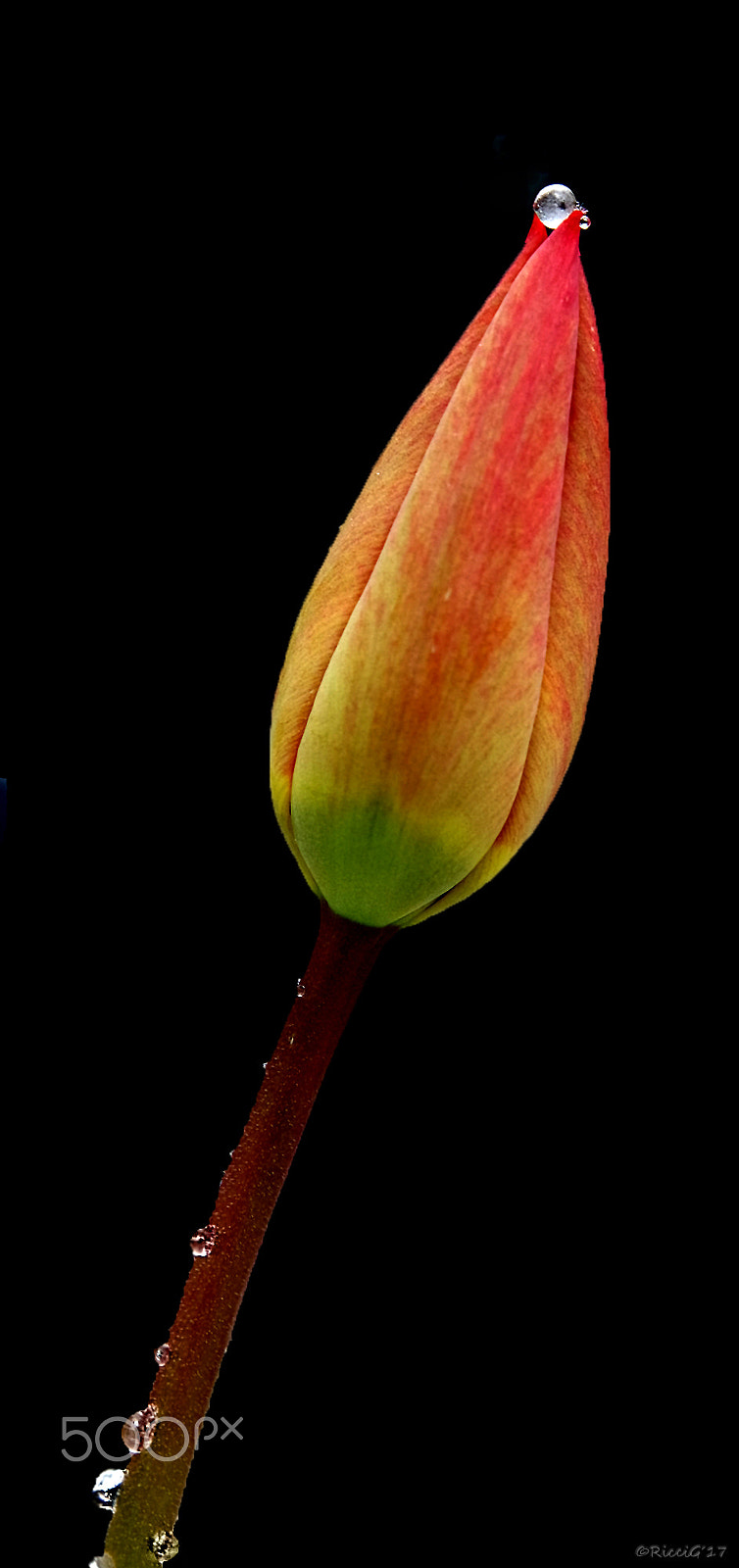 Samsung NX3300 sample photo. Tulip with droplets photography