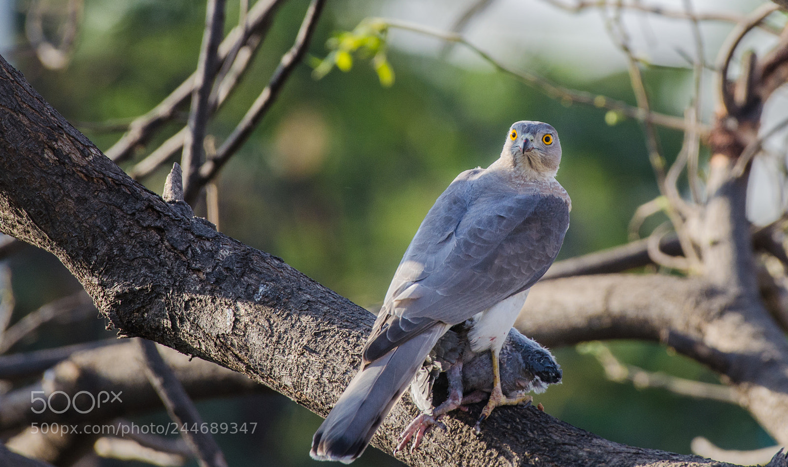 Nikon D5100 sample photo. Shikra (female) !! photography
