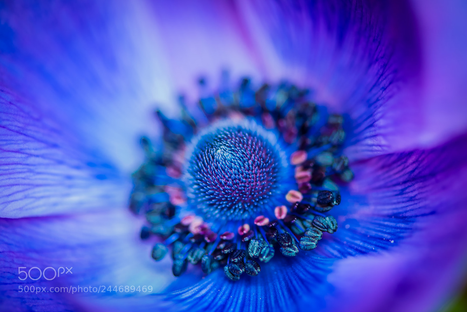 Nikon D800E sample photo. Expansion of anemone photography