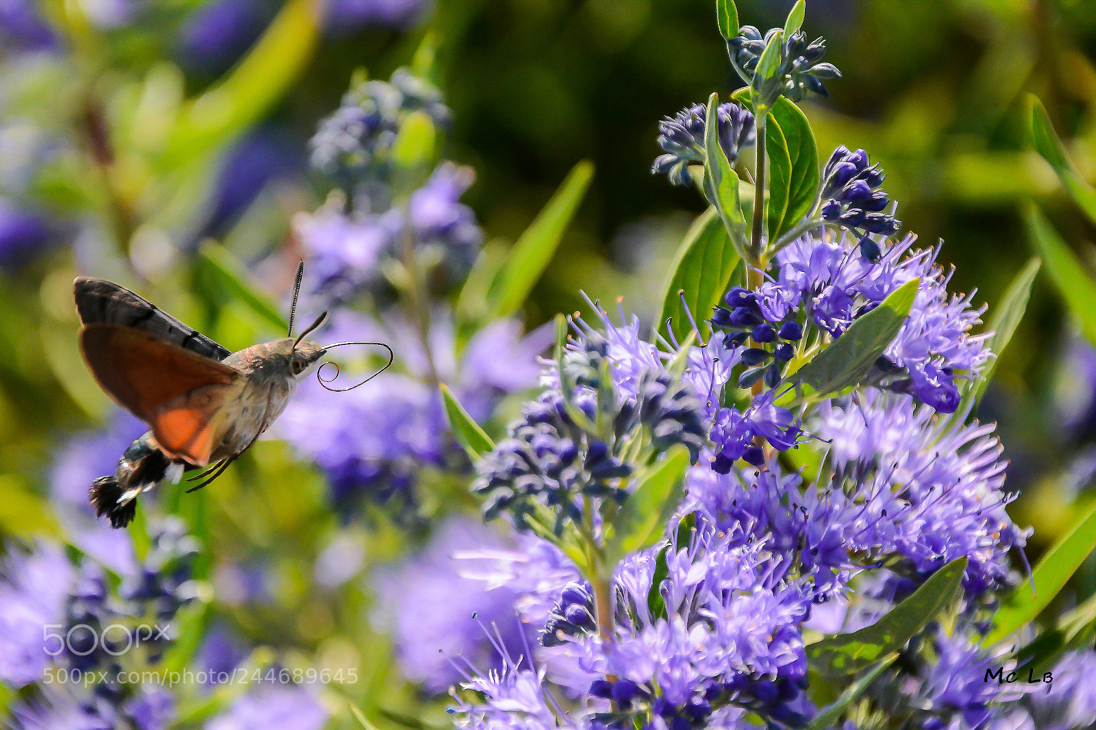 Nikon D7100 sample photo. Macroglossum stellatarum photography
