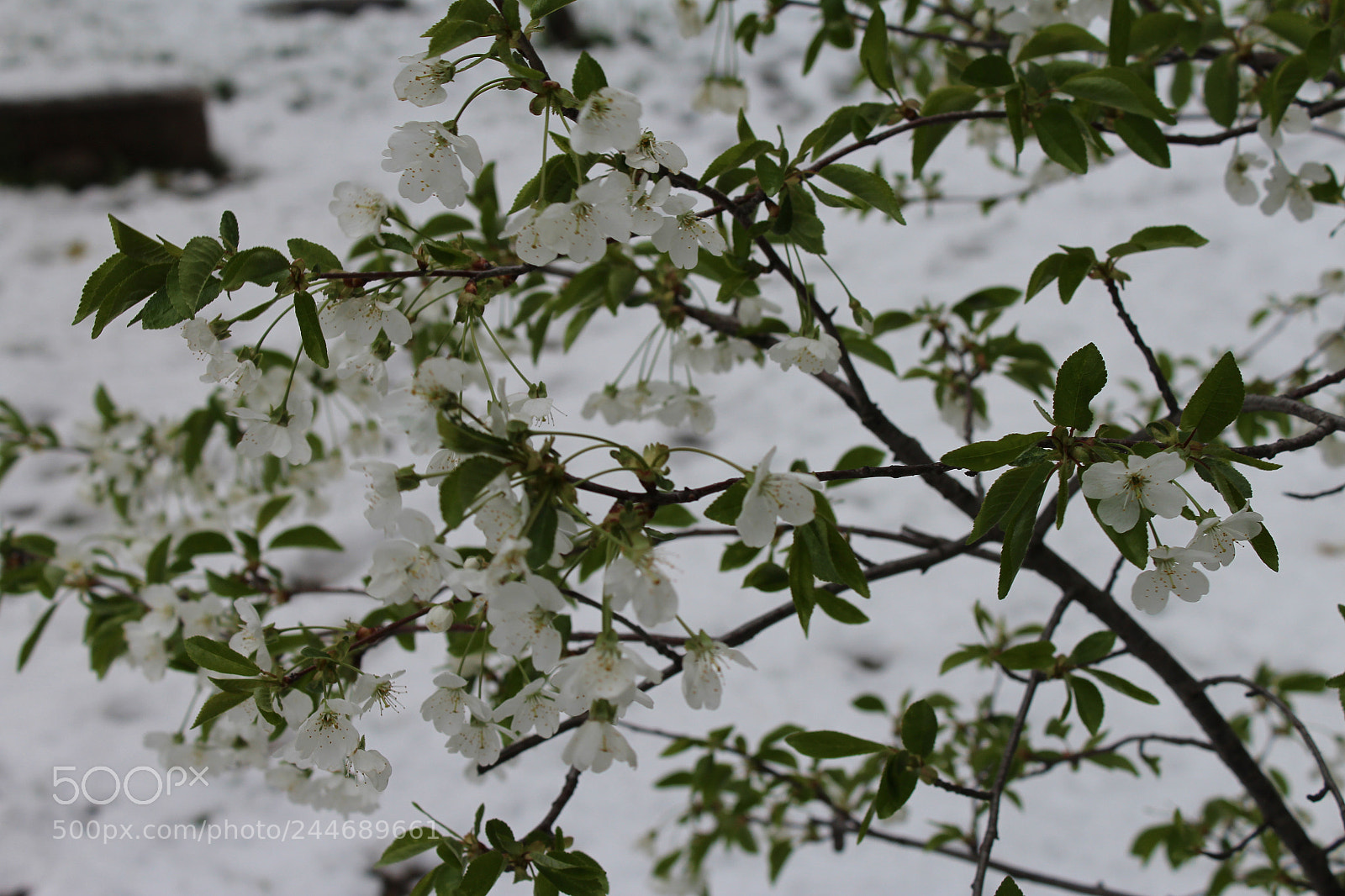 Canon EOS 1200D (EOS Rebel T5 / EOS Kiss X70 / EOS Hi) sample photo. Img photography