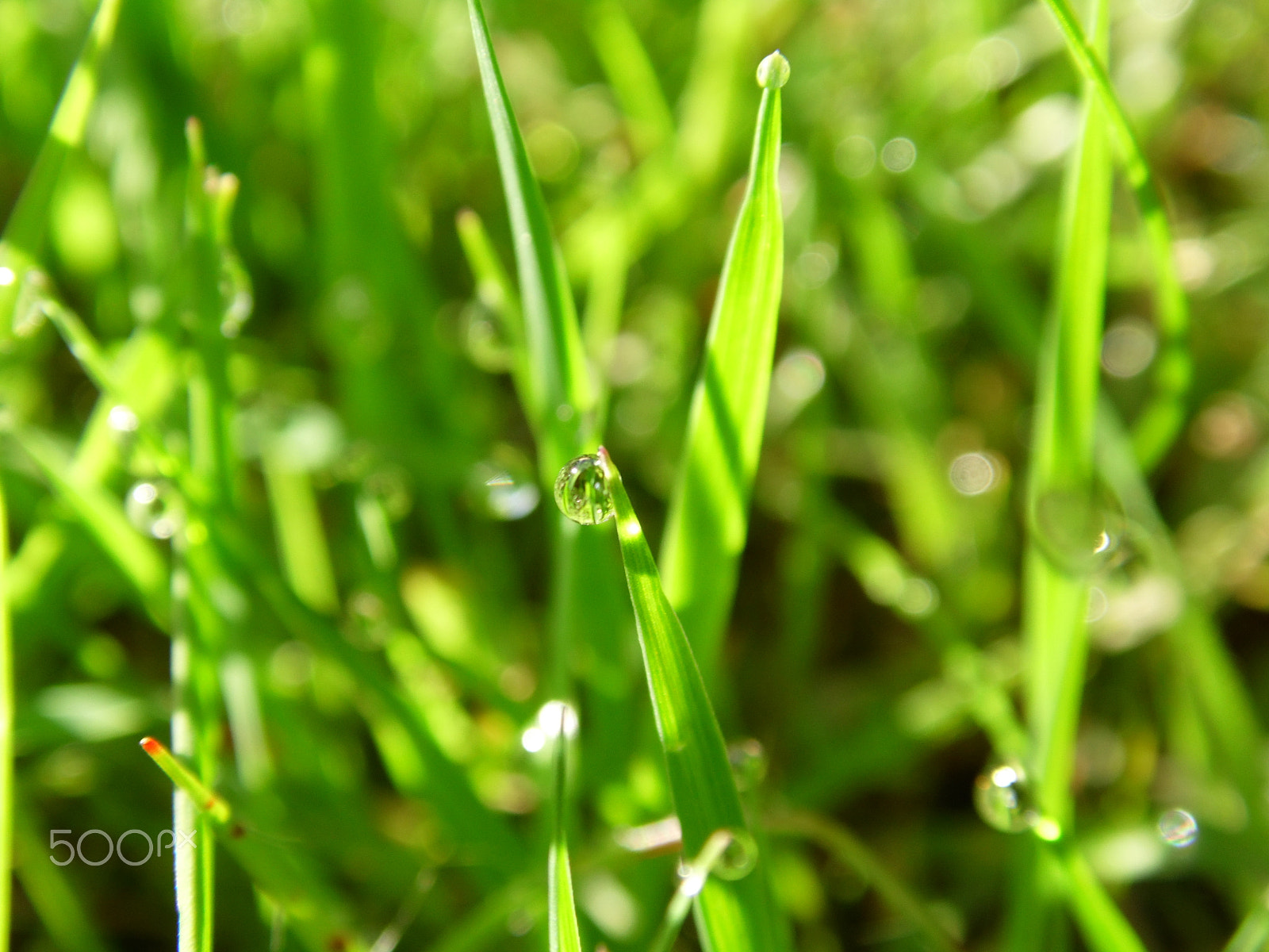 Samsung WB100/  WB101 sample photo. Green grass photography
