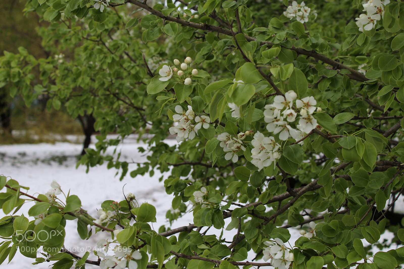 Canon EOS 1200D (EOS Rebel T5 / EOS Kiss X70 / EOS Hi) sample photo. Img photography