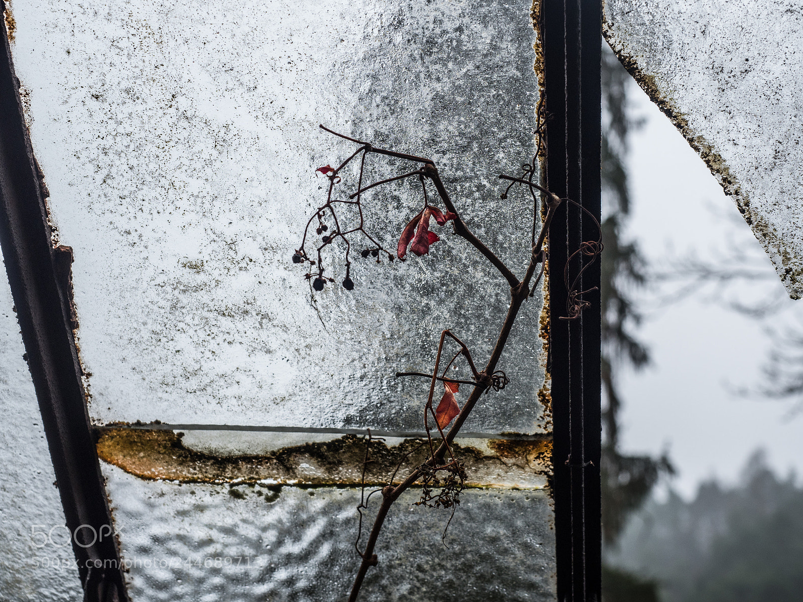 Olympus OM-D E-M1 Mark II sample photo. Rozbité okno photography