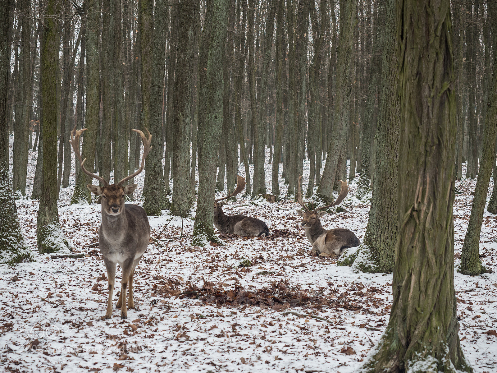 Olympus OM-D E-M1 Mark II sample photo. Setkání v lese photography