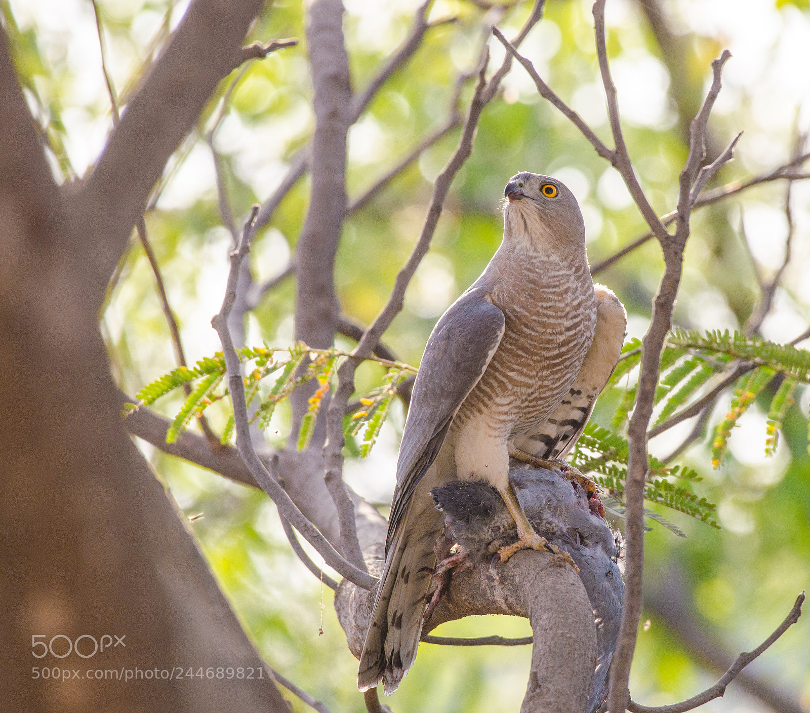 Nikon D5100 sample photo. Shikra (female) !! photography