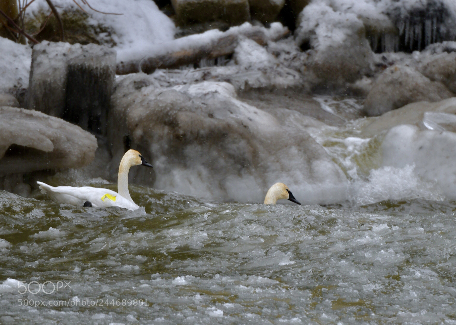 Nikon D850 sample photo. Swan couple at floating photography