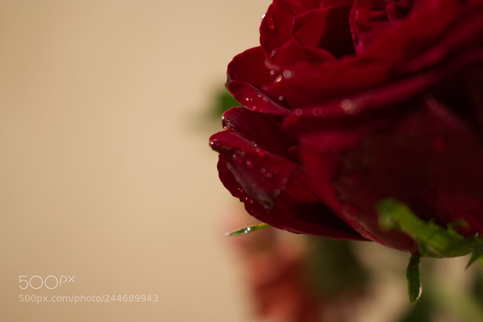 Nikon D5500 sample photo. Red rose with water photography