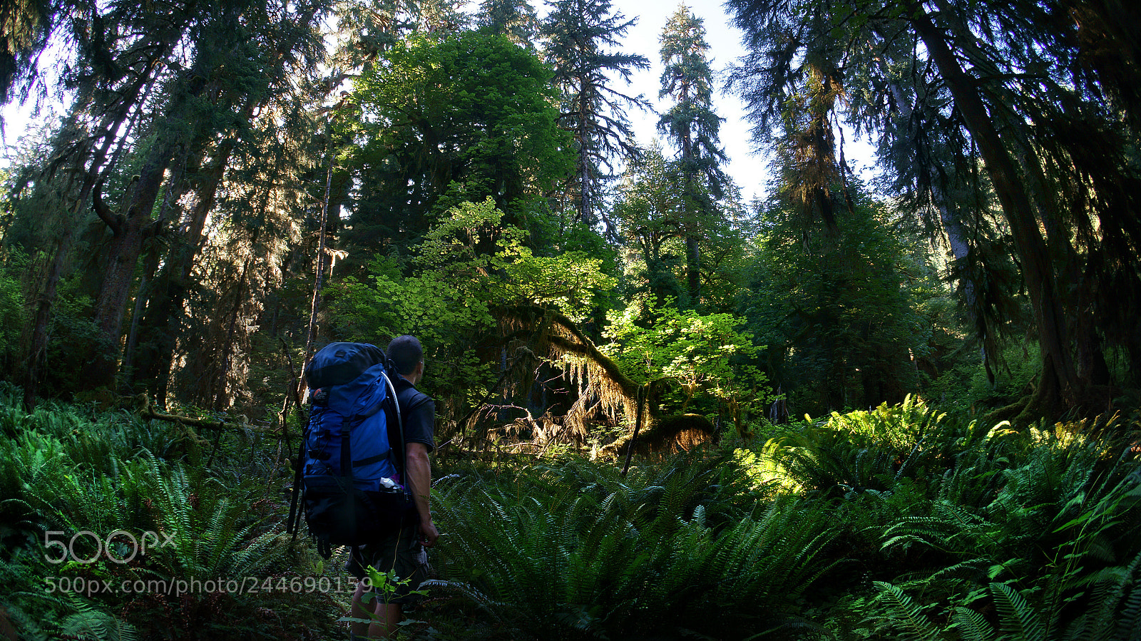 Sony Alpha NEX-5R sample photo. Olympic national park photography