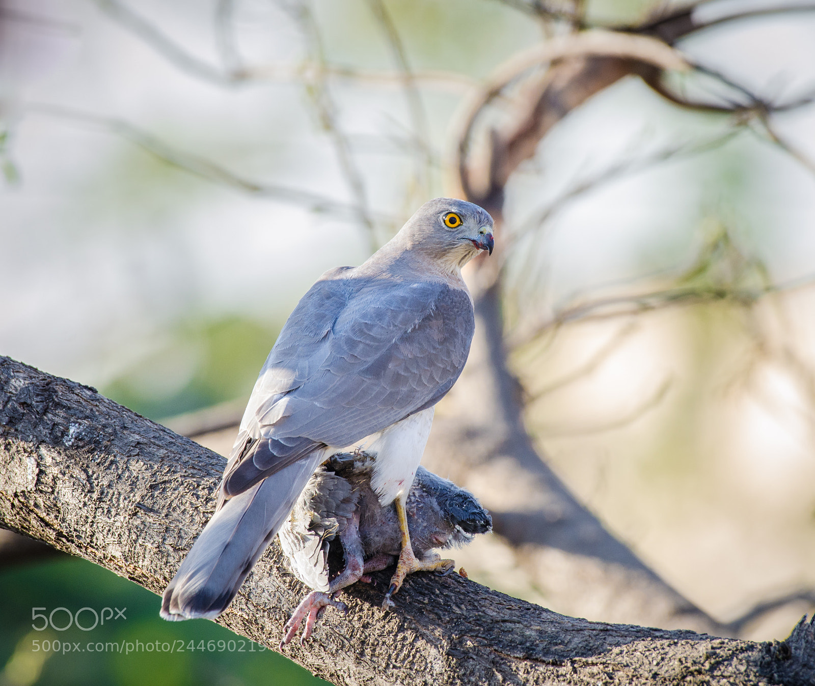 Nikon D5100 sample photo. Shikra (female) !! photography