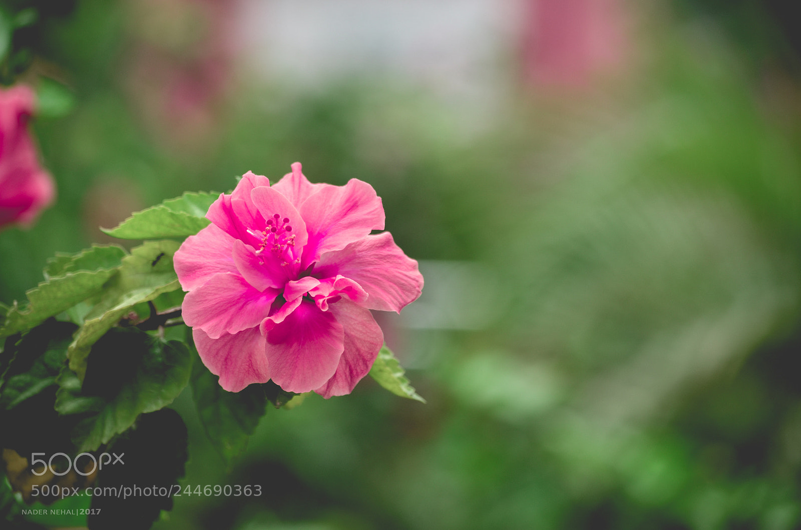 Nikon D5100 sample photo. Flower. pink photography