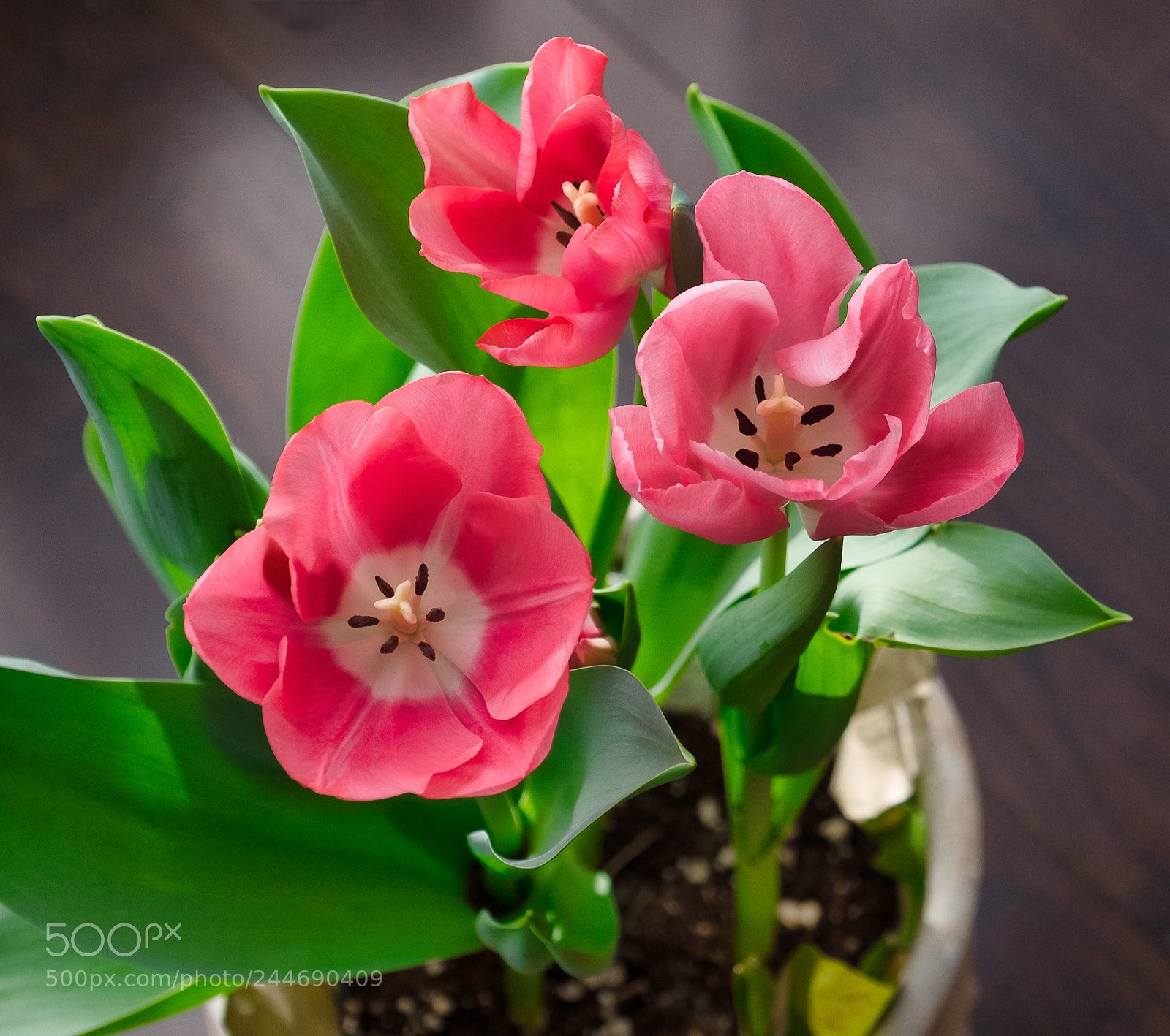 Fujifilm X-T2 sample photo. Early afternoon winter tulips photography