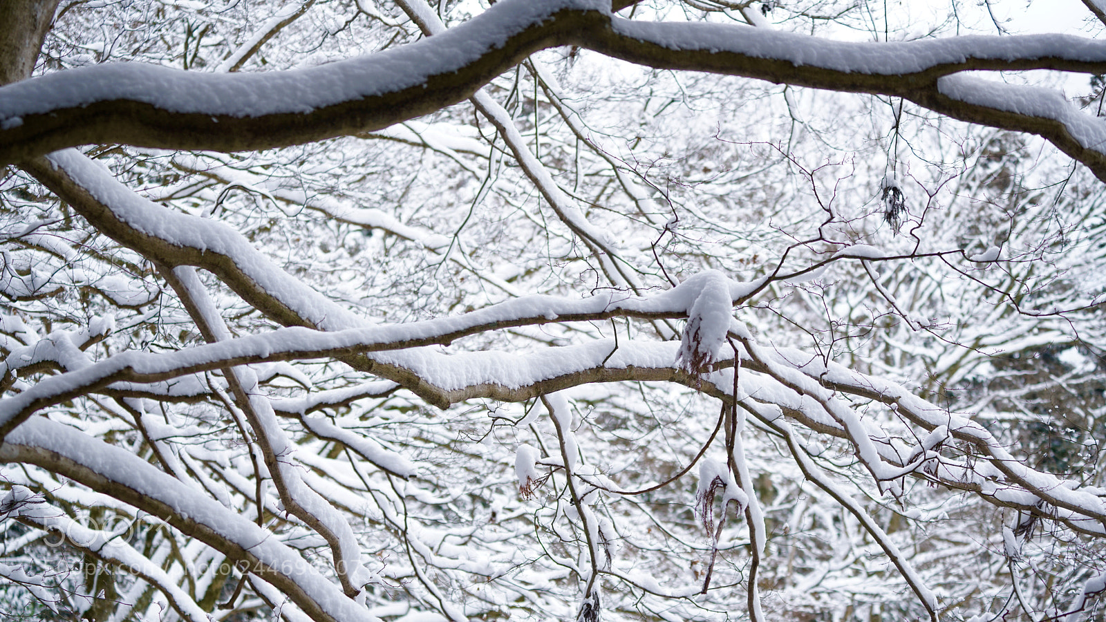 Sony a7R II sample photo. Snow beauty photography