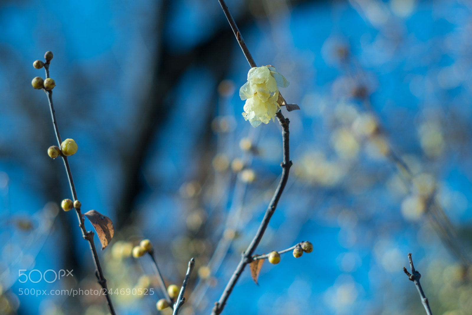 Fujifilm X-Pro2 sample photo. Wax cherry photography