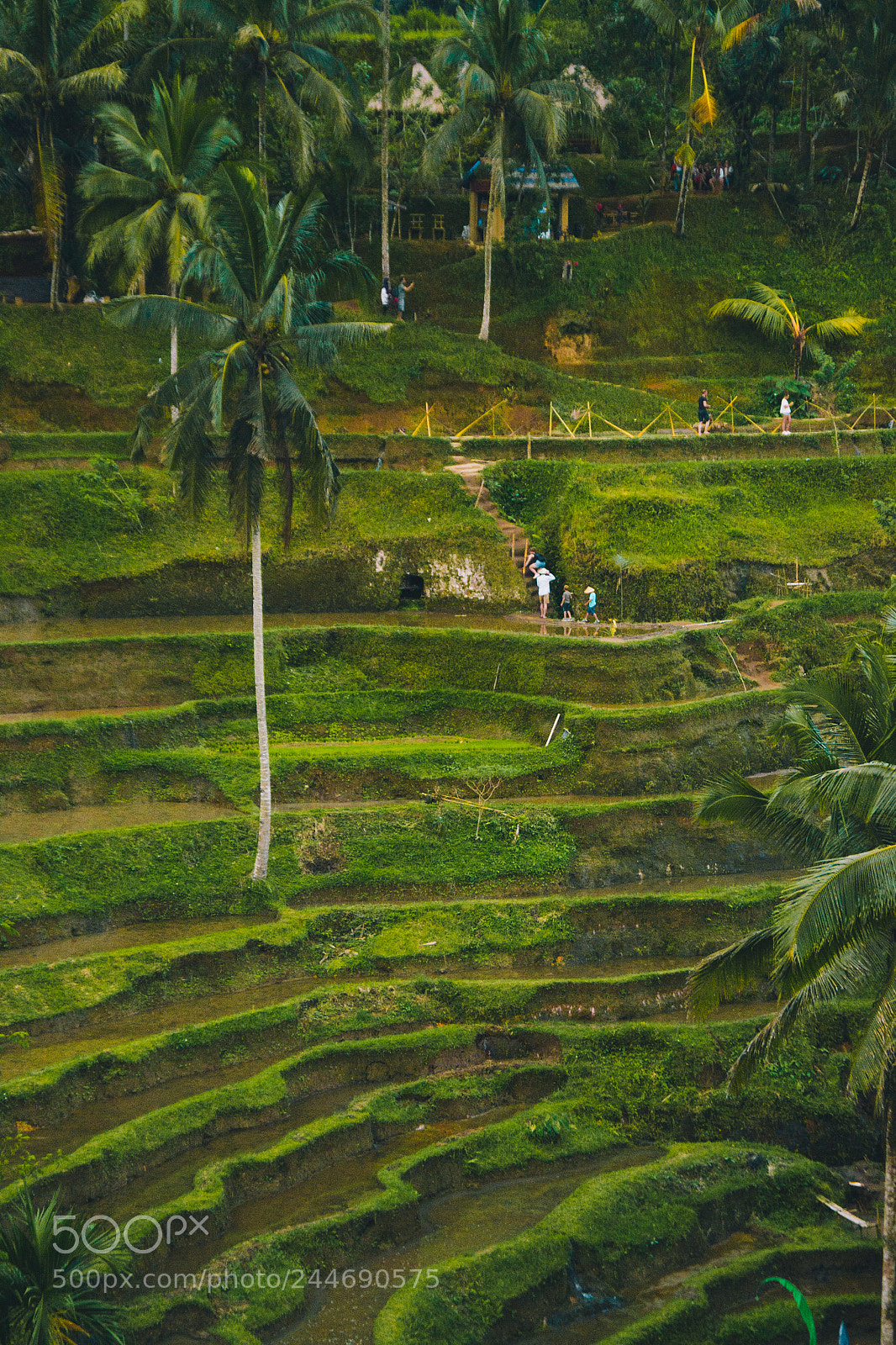 Nikon D3100 sample photo. Into the rice fields photography
