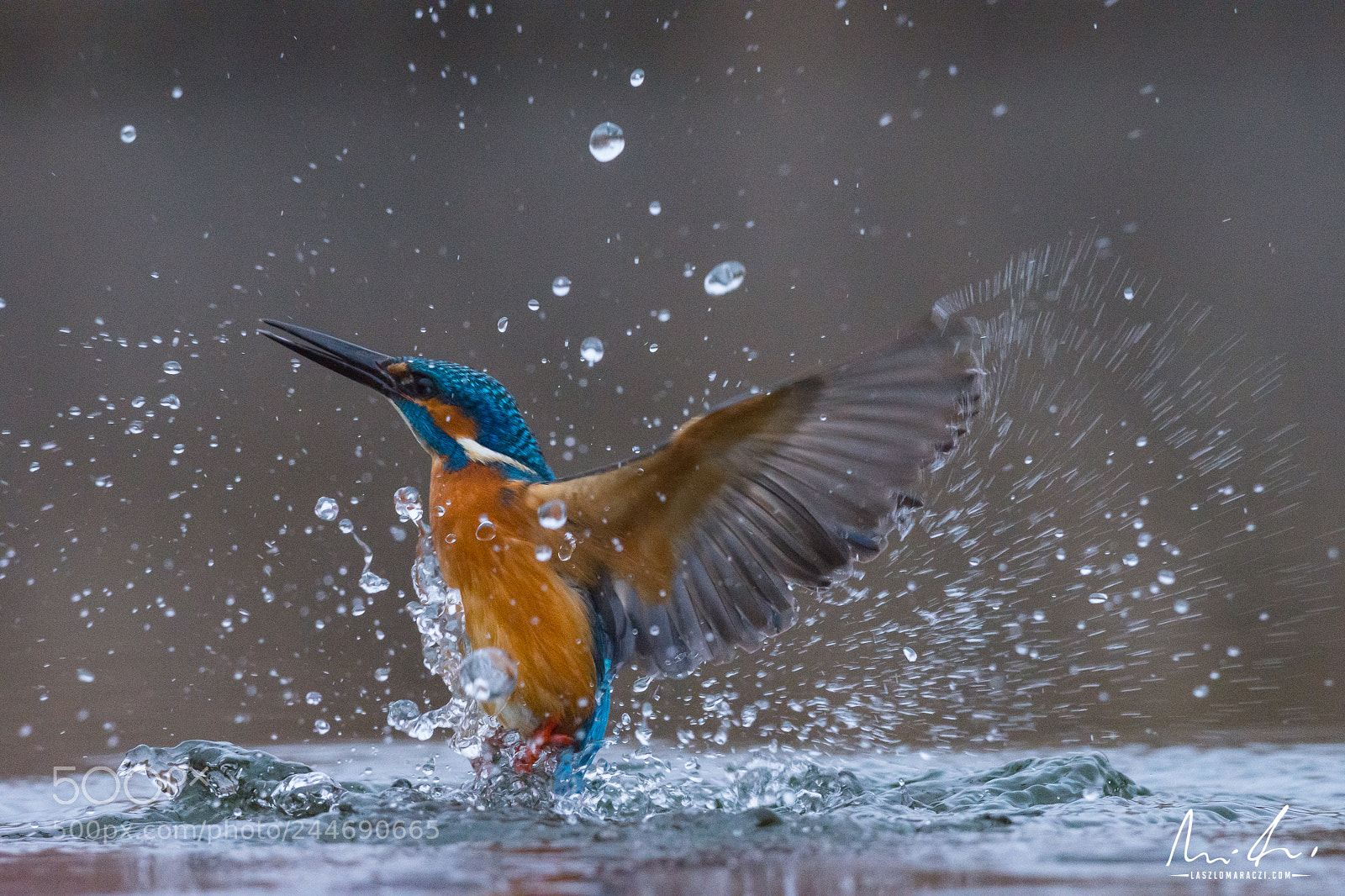 Nikon D7200 sample photo. Kingfisher take off photography