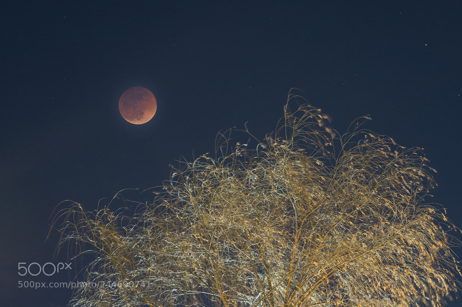 Olympus OM-D E-M1 sample photo. Super blue blood moon photography