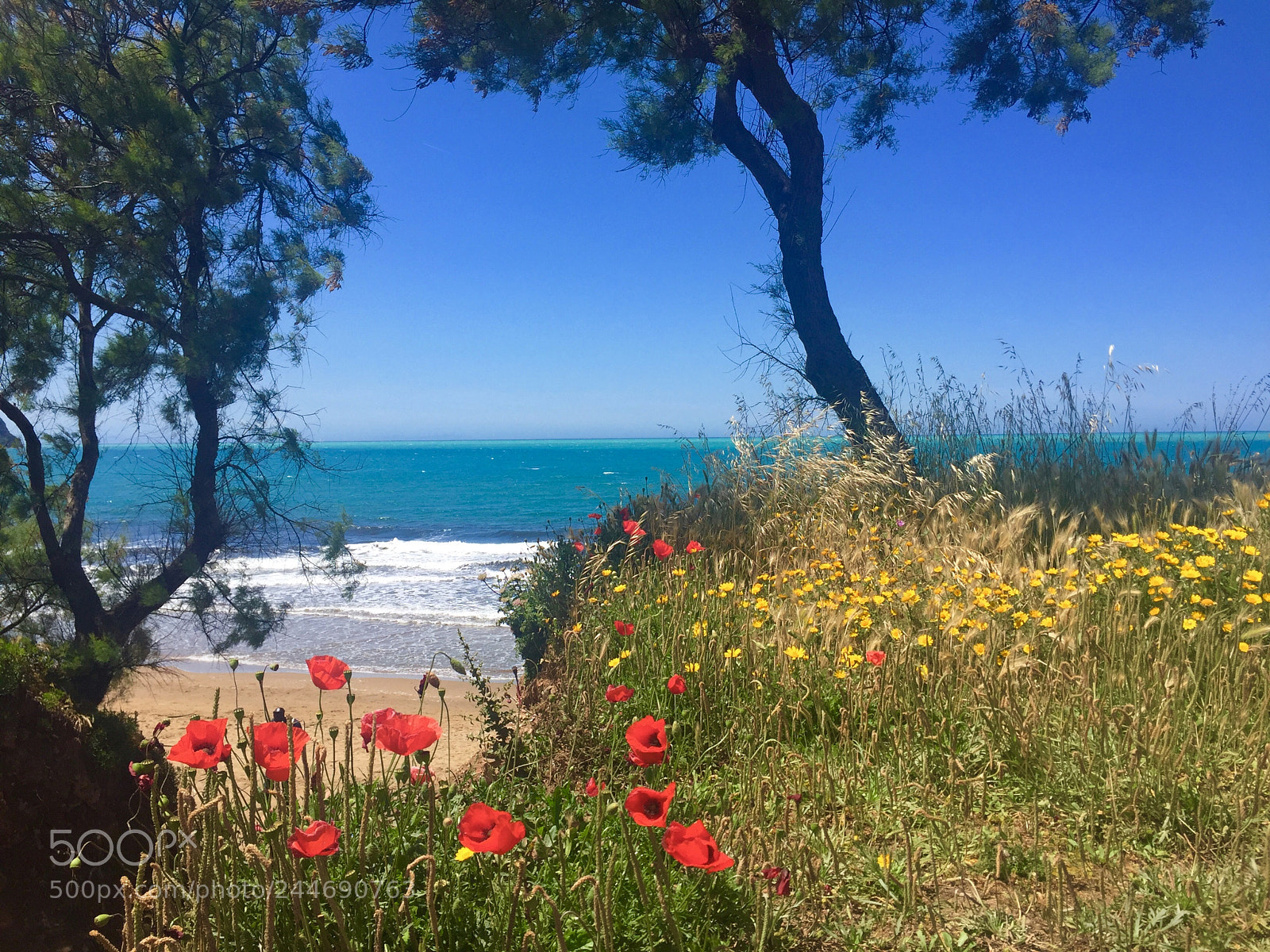 Apple iPhone 6 sample photo. Flowers & seascape photography
