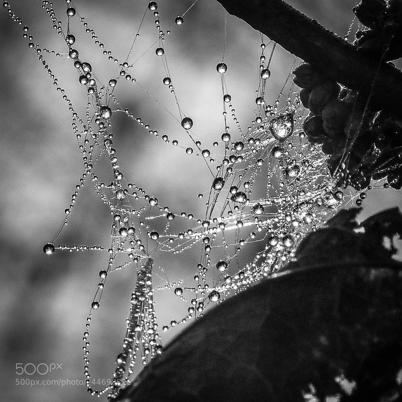 Nikon D7200 sample photo. Tangled web photography