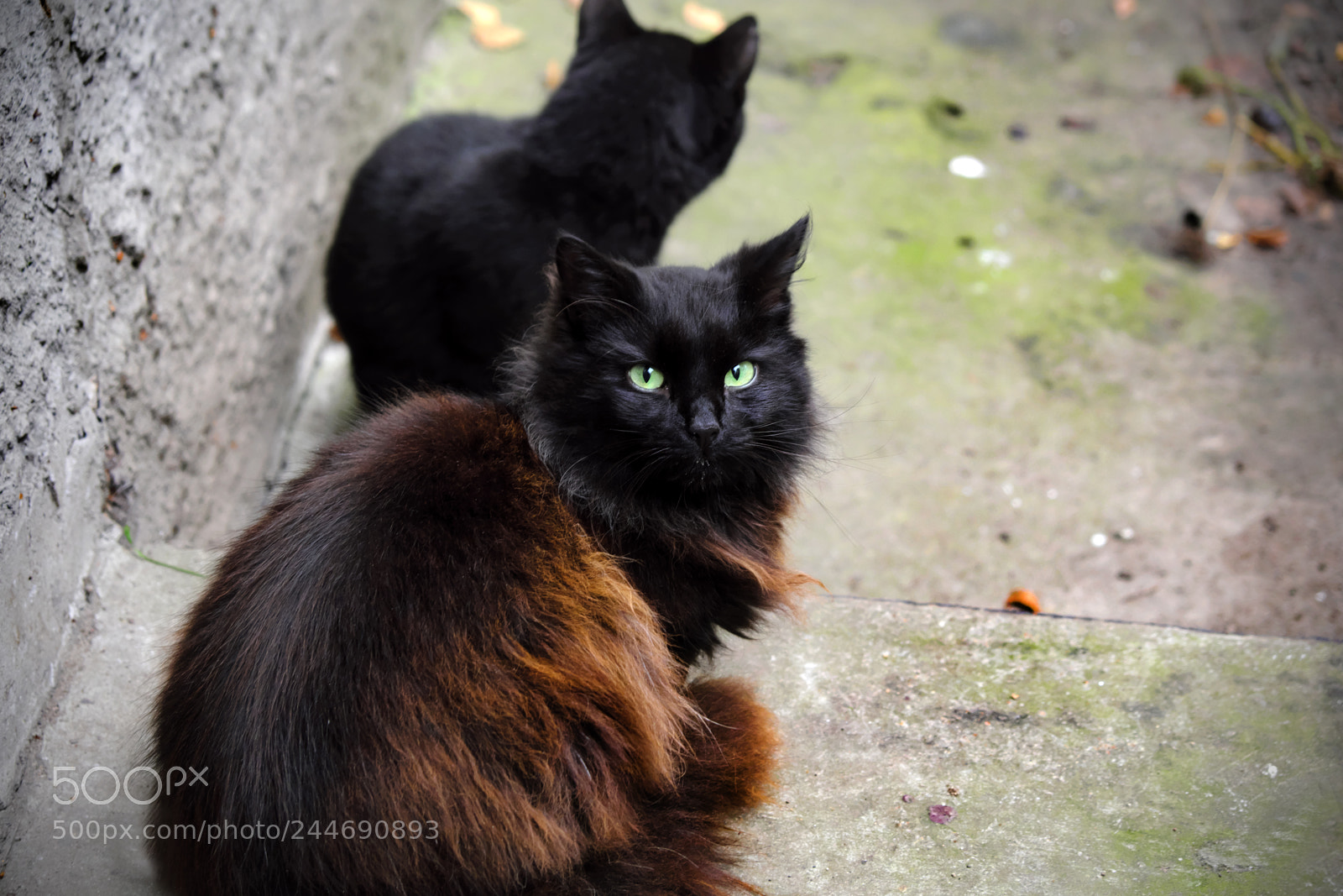 Fujifilm X-T20 sample photo. Two cats on walk photography
