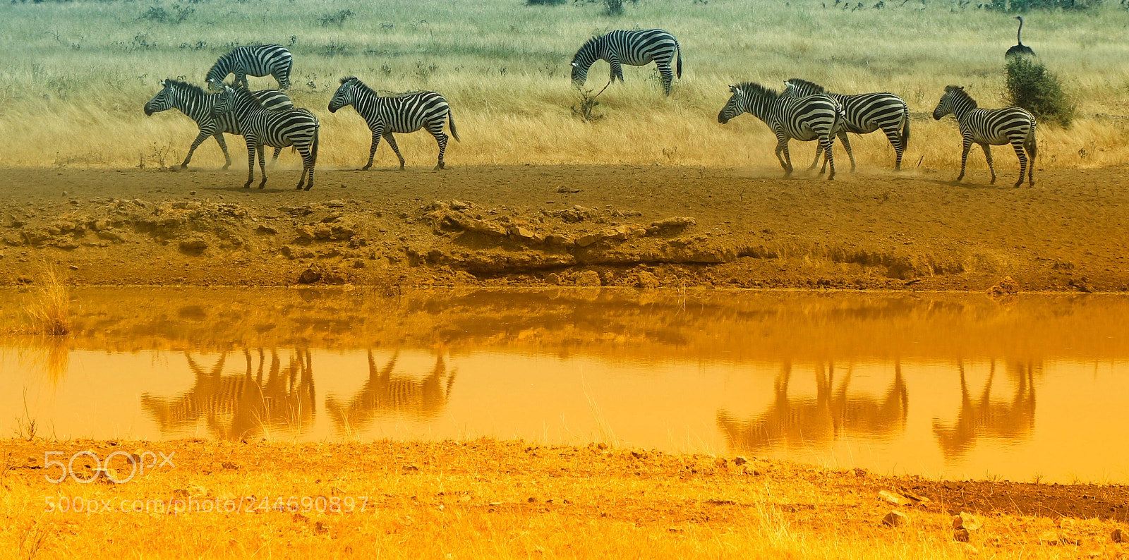 Canon EOS 77D (EOS 9000D / EOS 770D) sample photo. Zebras in colors photography