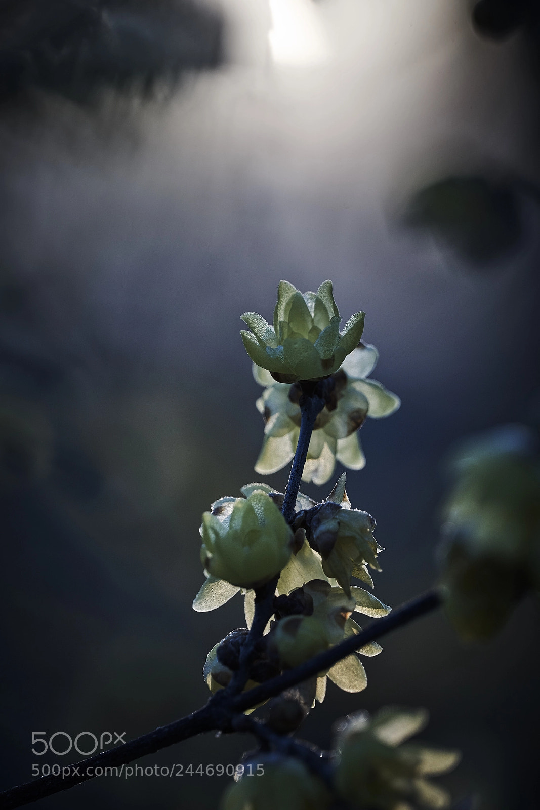 Sony a99 II sample photo. Dsc09098 photography