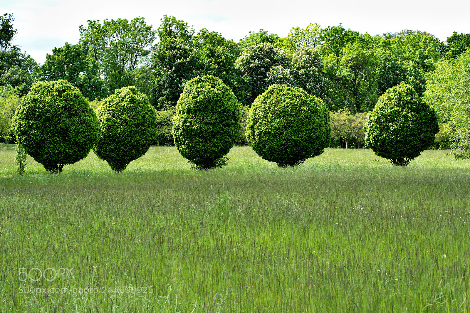 Nikon D7200 sample photo. Green balls photography