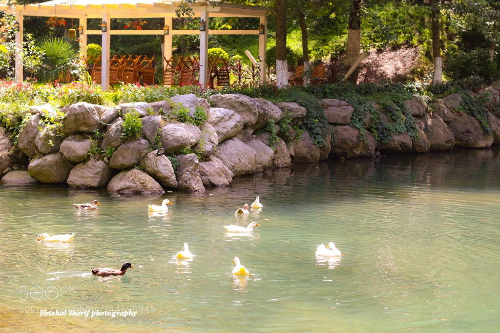 Canon EOS 750D (EOS Rebel T6i / EOS Kiss X8i) sample photo. Frome turkia photography
