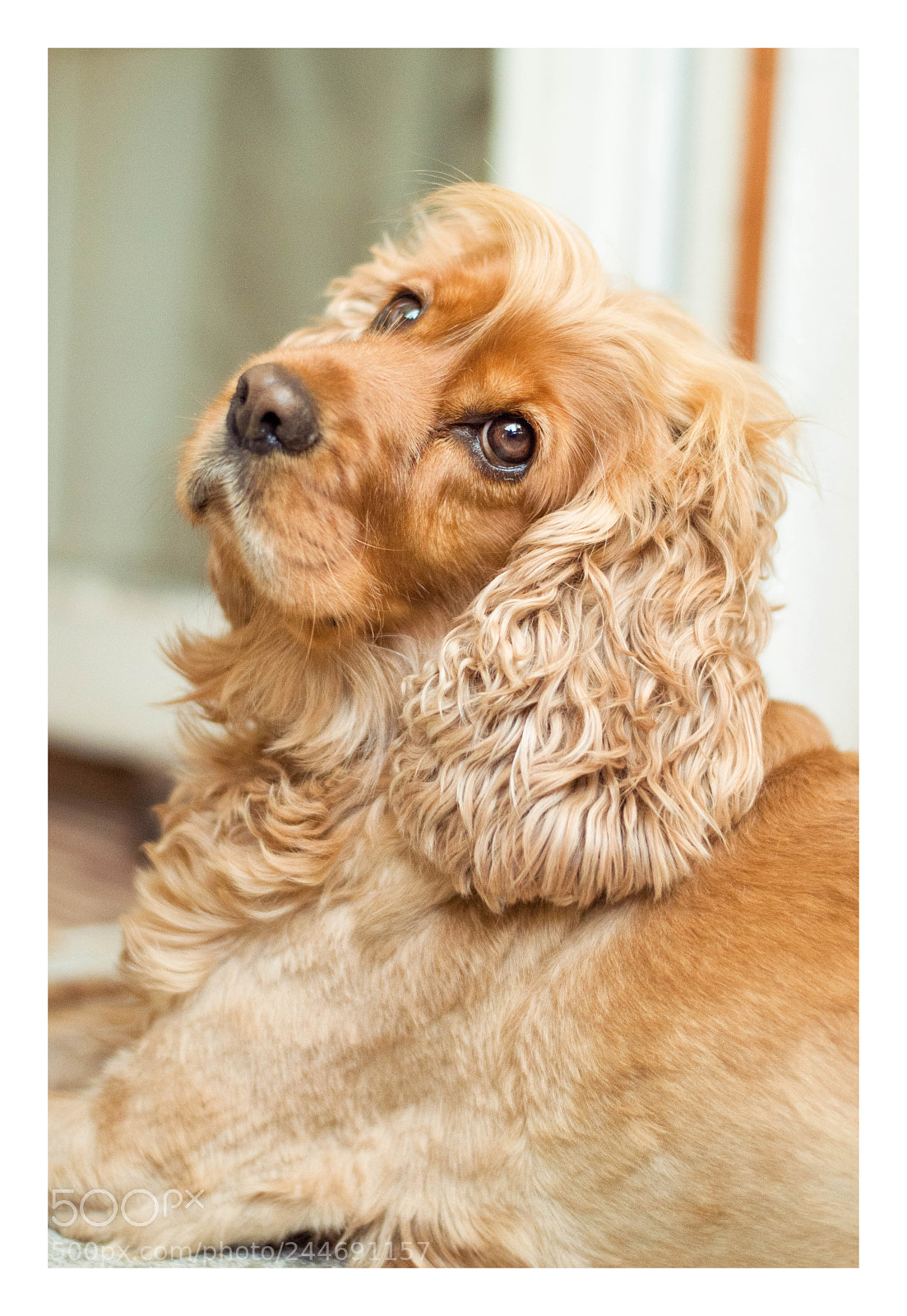 Nikon D3200 sample photo. My lovely cocker spaniel photography