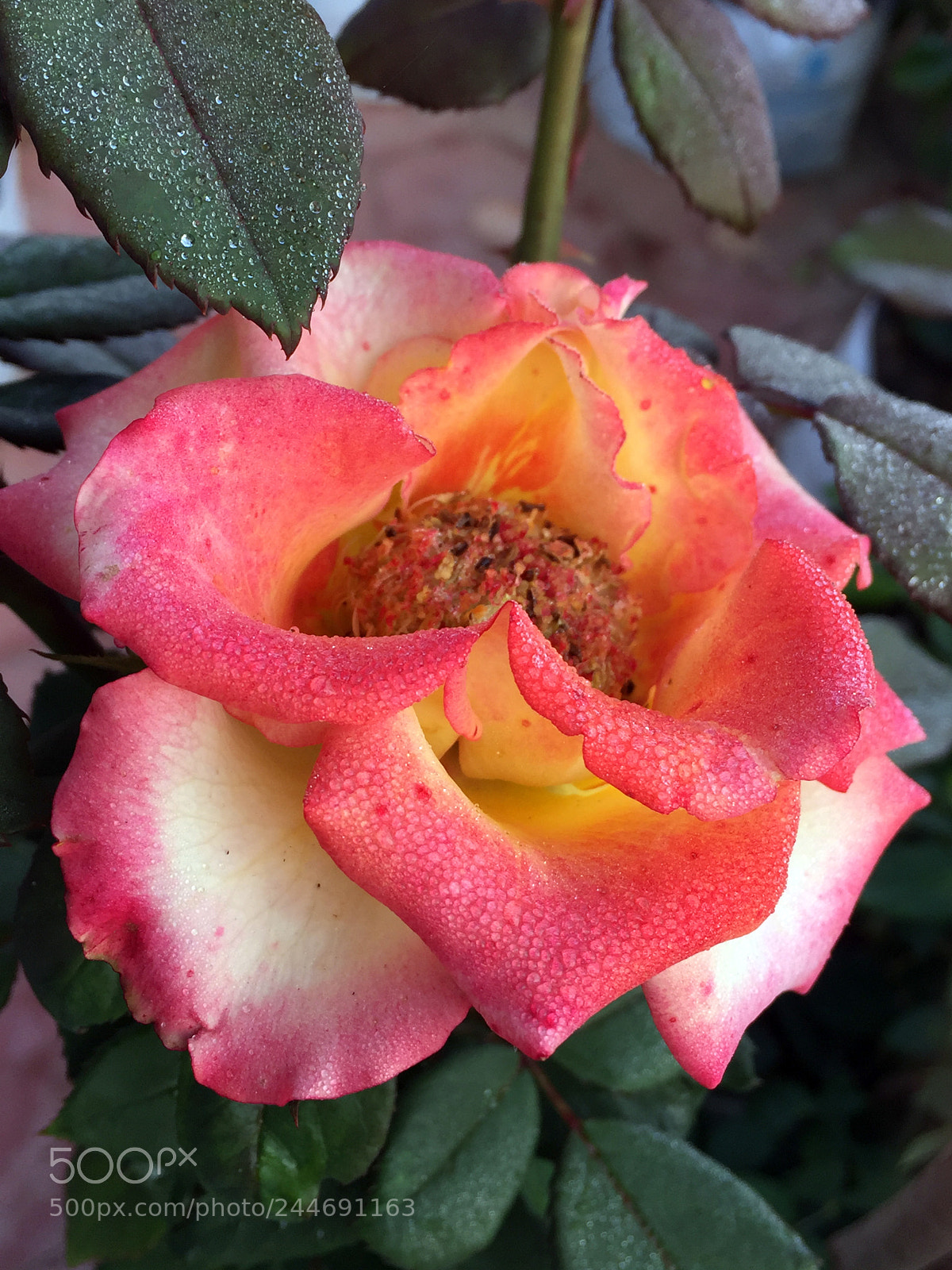Apple iPhone 6 sample photo. Before sun rise... photography