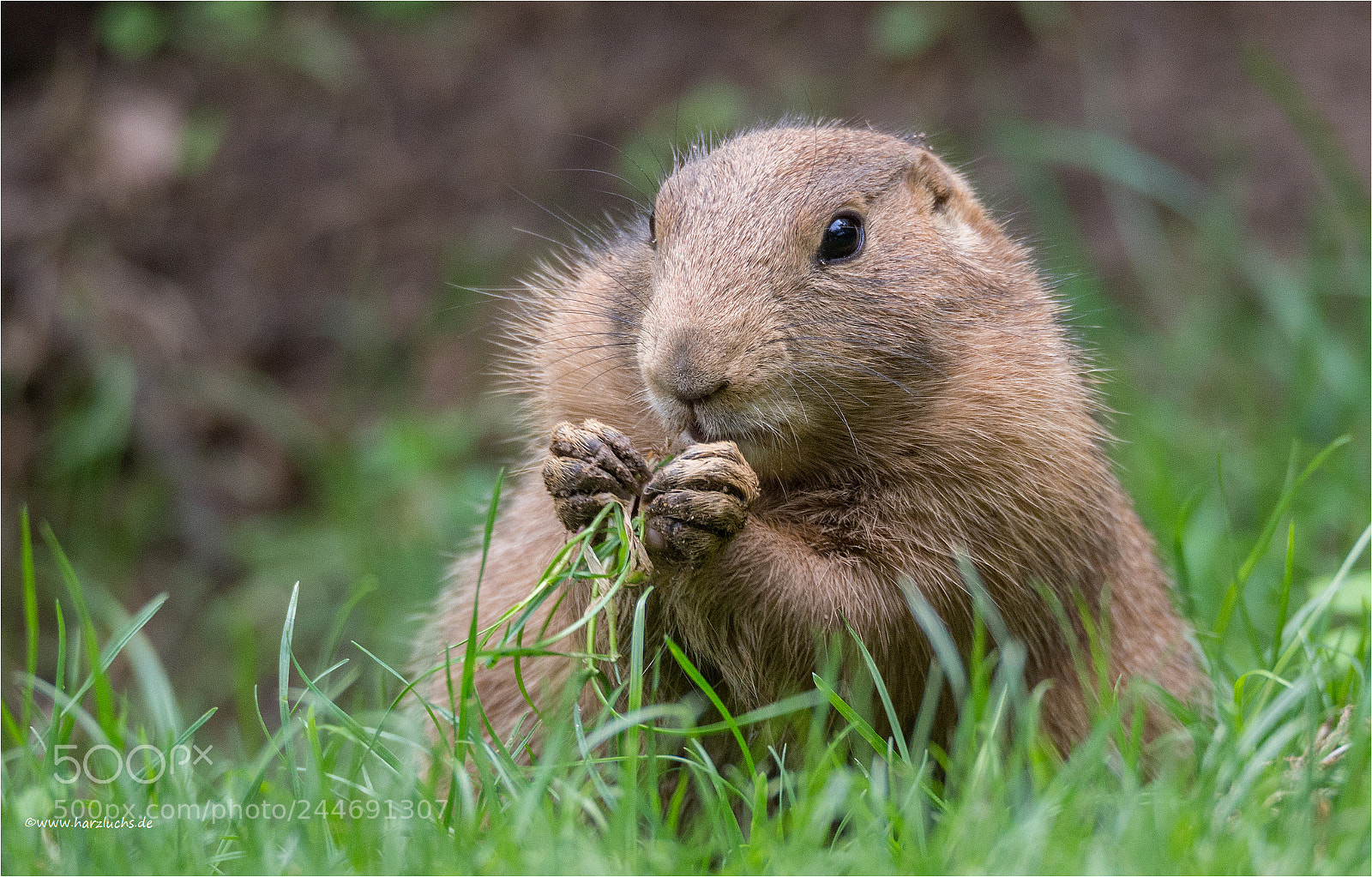 Olympus OM-D E-M10 sample photo. Putziges kerlchen ... photography