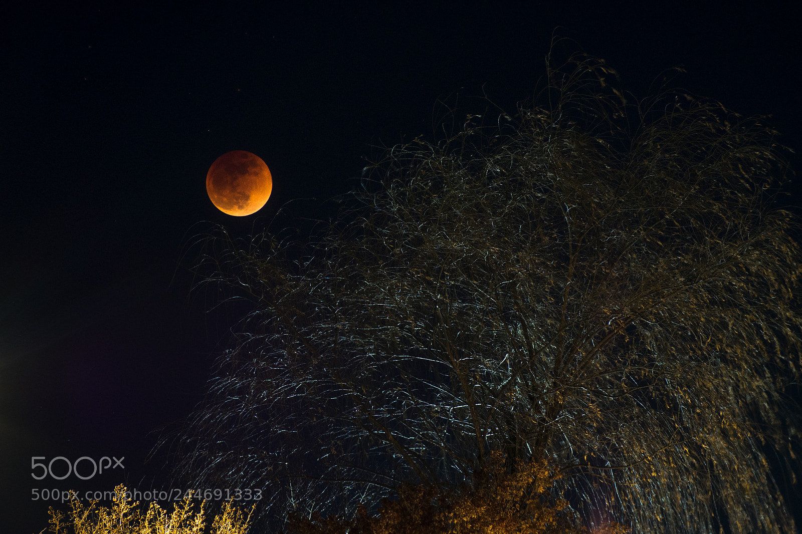Olympus OM-D E-M1 sample photo. Super blue blood moon photography