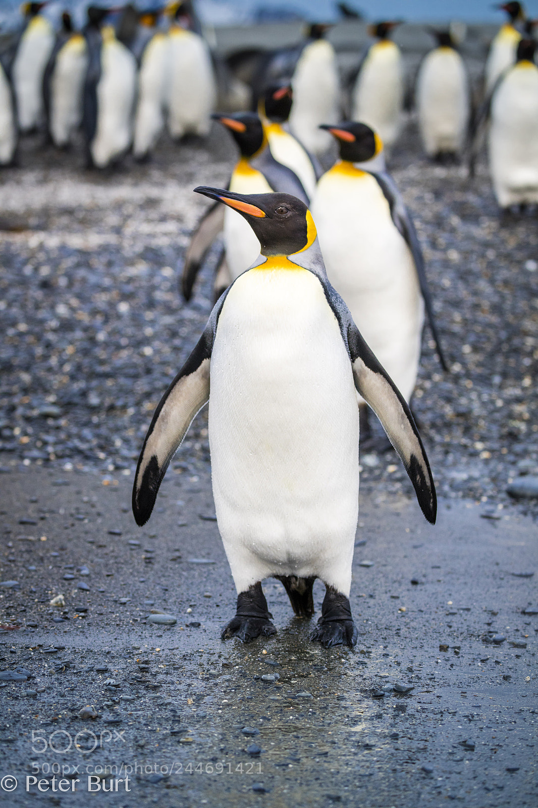 Canon EOS 5DS R sample photo. King penguins photography