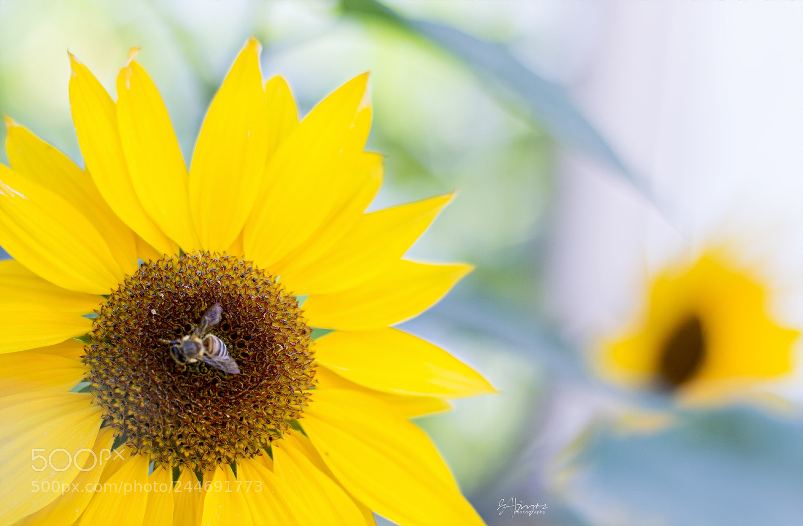 Nikon D7100 sample photo. Bee photography