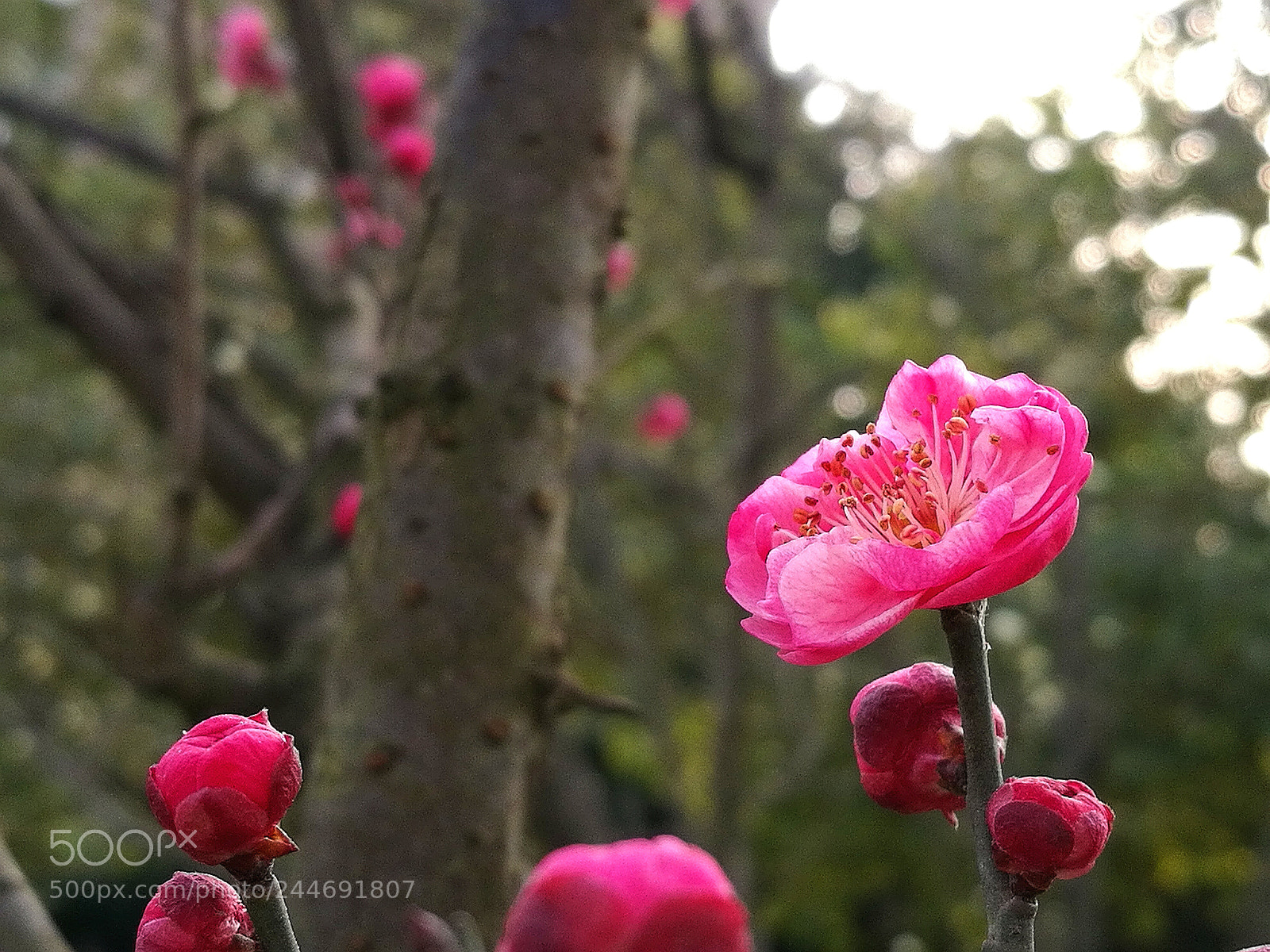 HUAWEI Honor 8 sample photo. Untitled photography