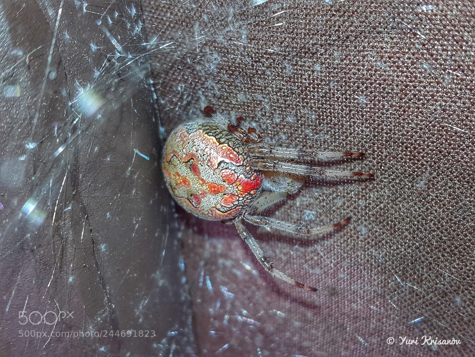 Samsung Galaxy Alpha sample photo. Garden spider photography
