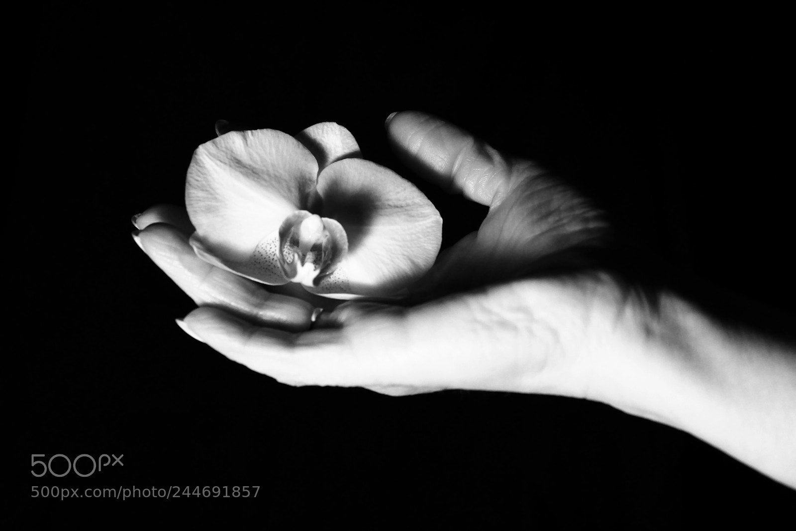 Canon EF-S 18-55mm F3.5-5.6 III sample photo. So delicate photography