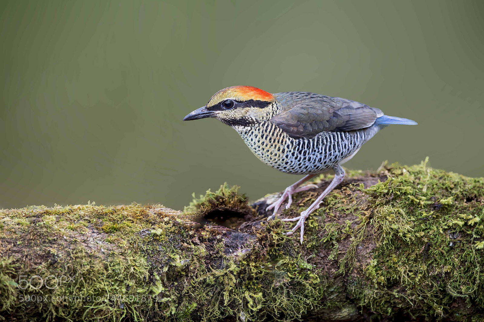 Nikon D4 sample photo. Blue pitta photography