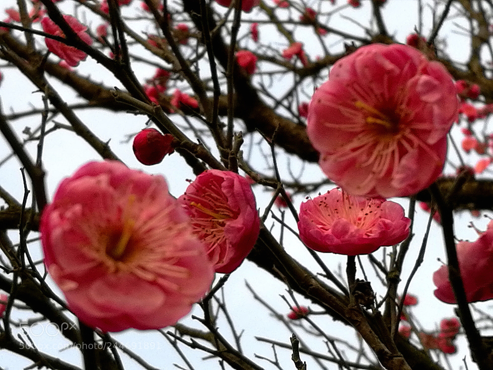 HUAWEI Honor 8 sample photo. Untitled photography