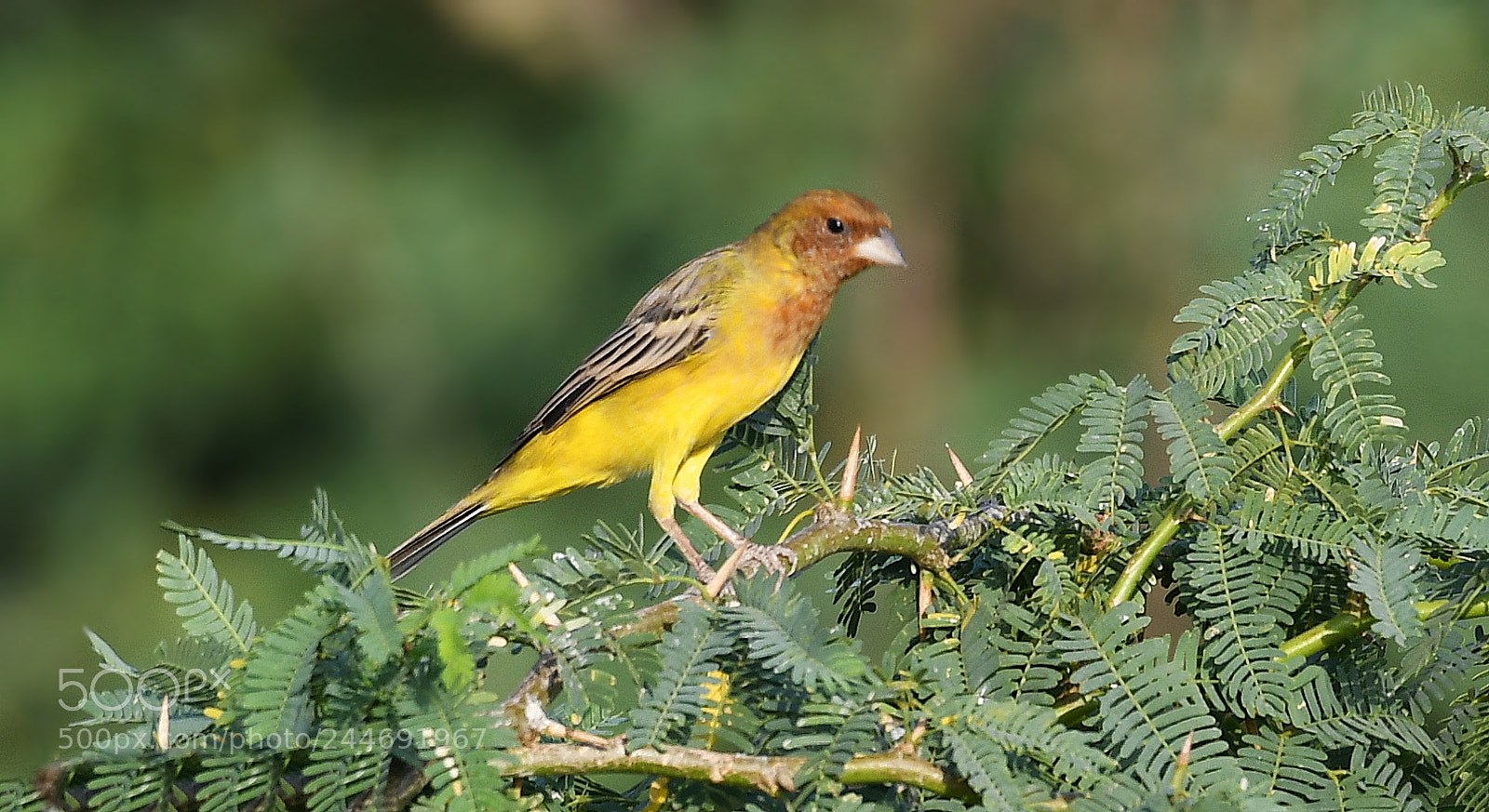 Nikon AF-S Nikkor 200-500mm F5.6E ED VR sample photo. Red - headed bunting photography